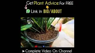 How to Water Gazania Flower Plant Correctly?