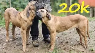 COMEMORANDO 4 ANOS do canal 20K de inscritos MIL VIDEOS PUBLICADOS #vidanaroça #filabrasileiro