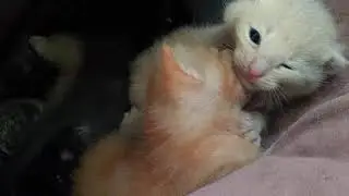 Krazy Kitties