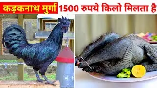 kadaknath murga kaisa hota hai | कड़कनाथ मुर्गा | kadaknath murga price #facts