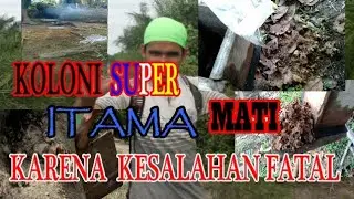 Koloni Super trigona itama mati karena kesalahan fatal.