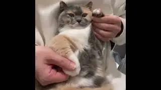 calico cat dancing to funky music