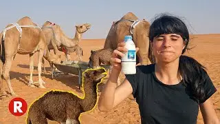 I drank fresh camel milk in Abu Dhabi // Liwa Oasis Extreme Safari