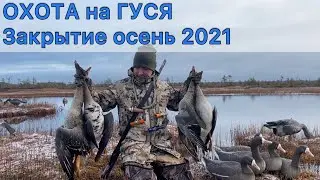 ОХОТА на гуся осень 2021. Закрытие сезона