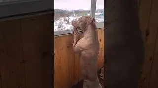 When it's freezing outside #shorts #питбульджина #funnydogs