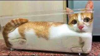 Cute Dogs and cats doing Funny Things(Laugh Hard)
