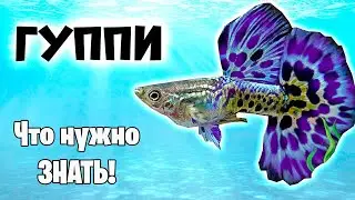 Гуппи в аквариуме - Что нужно знать - Аквариумистика