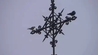 Rabenkrähe VS Turmfalke | 1:0 Rabenkrähe