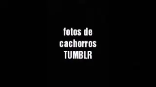 Fotos Tumblr de cachorros