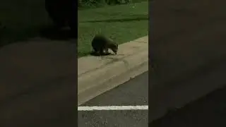 Racoons at Walmart