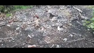 Уничтоженные российские БМП и брошенные позиции в Херсонской области. Обзор от друга из Прибалтики