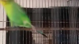 Love of birds