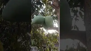 Unique Mango Harvest #126 #shorts