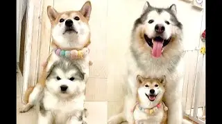 Baby Dogs - Cute and Funny Dog Videos Compilation #3
