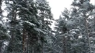 SNOW FALLS