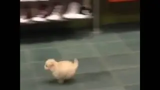 Puppy running in shoe store