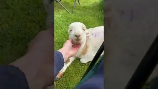 Cute Lamb Then And Now 