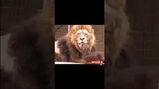 Friendly Lion and Dog
