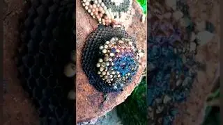 Жареное осиное гнездо вид изнутри