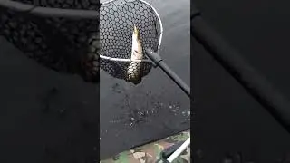 щука на Финском заливе 