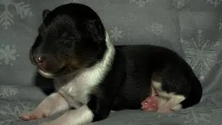 Puppycam, sheltie puppy's 8 days old