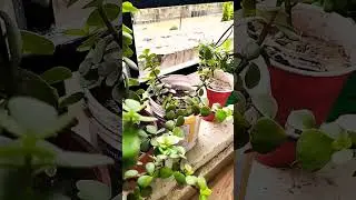 #lucky plant#shorts