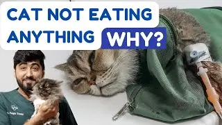 Cat not eating anything || Billi Khana Nahi kha Rahi hai to kya karen || Animalia Dot Pk