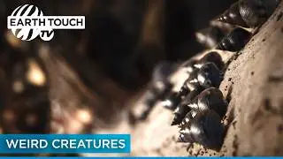The Lost Lagoon (Full Documentary) | Earth Touch TV