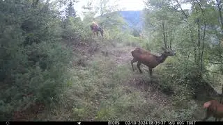 Spostati! 🦌 - Cervus elaphus #fototrappolaggio #trailcamera #fototrappola