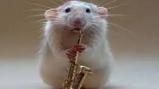 Rat Simulator