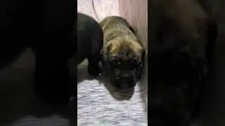 Presa Canario Puppies: Majestic Protectors in the Making