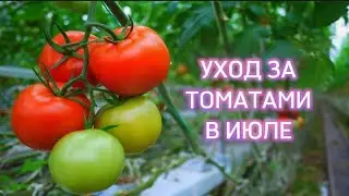 Уход за томатами в июле