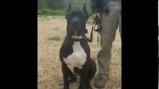Yasak Olan 10 Köpek Irkı