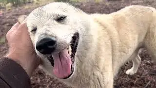Fracaso de osos de Carelia y Laikas en España .