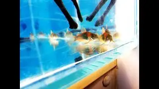 Нерест коридорас оранж венесуэла