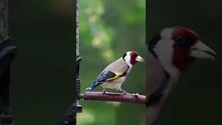 Wings that paint the sky || #birds  #animals #nature @discoverwithsabi #shorts