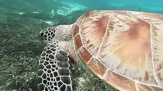 Bird Island (Seychelles)