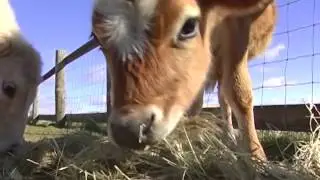 Что было вначале...