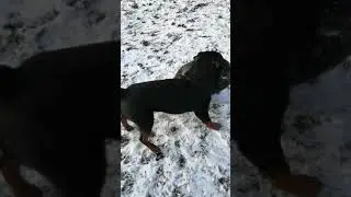 Ротвейлер рвёт колесо
