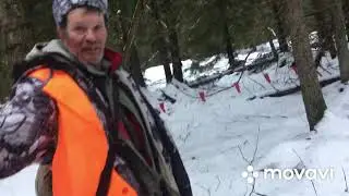 Охота на волка