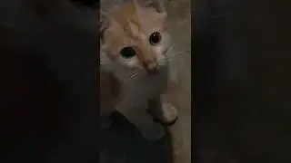 #cat #CatsOfYoutube #Short #featurethis #feature #featureme