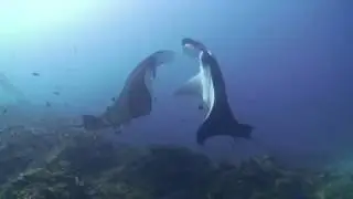 Самые крутые морские обитатели Скаты манта и морские черепахи