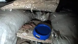 Кошка помойка родила котят 5 шт