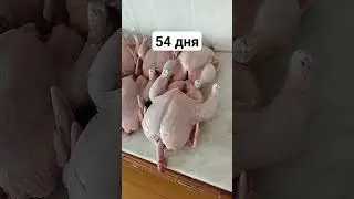 сезон бройлеров 2023 открыт.
