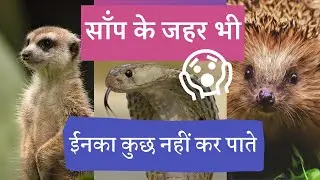 Snake killer | इन जीवों पर सांप के जहर का असर नहीं होता | सांप भी डरतें हैं जिनसे | snake eater