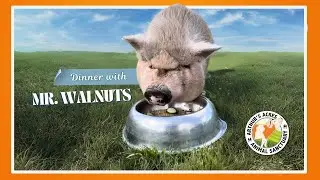 Dinner with Mr Nuts