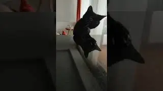 Heyecandan gözlerin boncuk gibi olması peki 🤭 #youtube #subscribe #tiktok #shorts #funny #cat