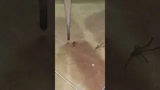 Crippled spider with HALF its Legs SUPER FEISTY !!! 😳 