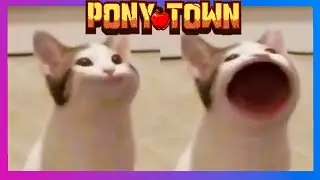 pop cat meme in Pony Town|Мемы Пони Таун