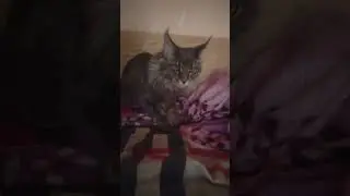Мейн-Кун Велес 6 месяцев/ns22 #cat #кот #мейнкуны #funny #cute #котики #catlover #прикол #mainecoon